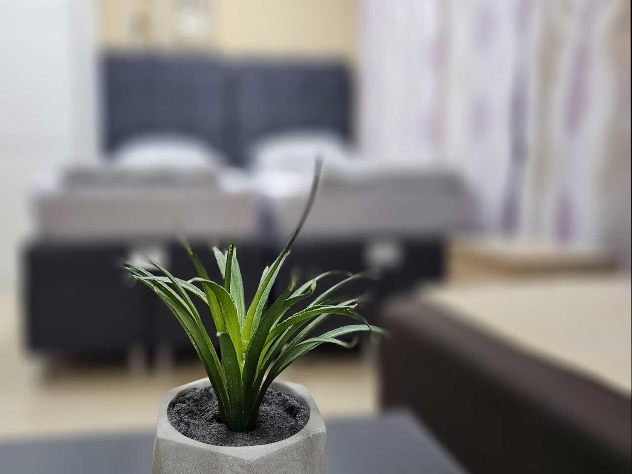 Apartman Leni2 U Centru Zajecara Exteriér fotografie